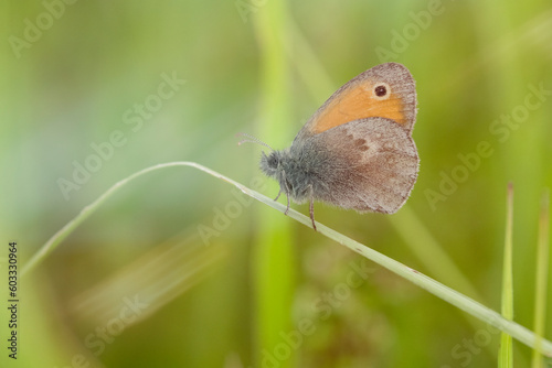 Red-Coloured Butterfly Standing on a Grass Stem – Macro Photo