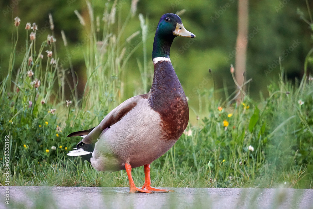 Ente auf Augenhöhe Ente auf Augenhöhe