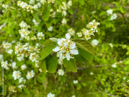 Shrub with small white flowers.