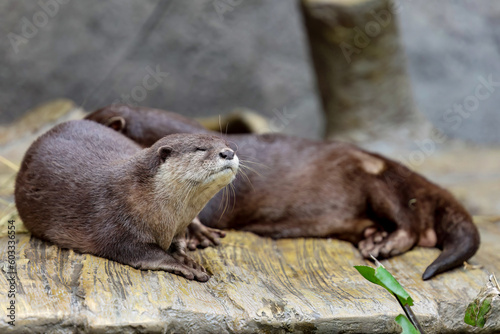 Sleepy Asian small-clawed otter