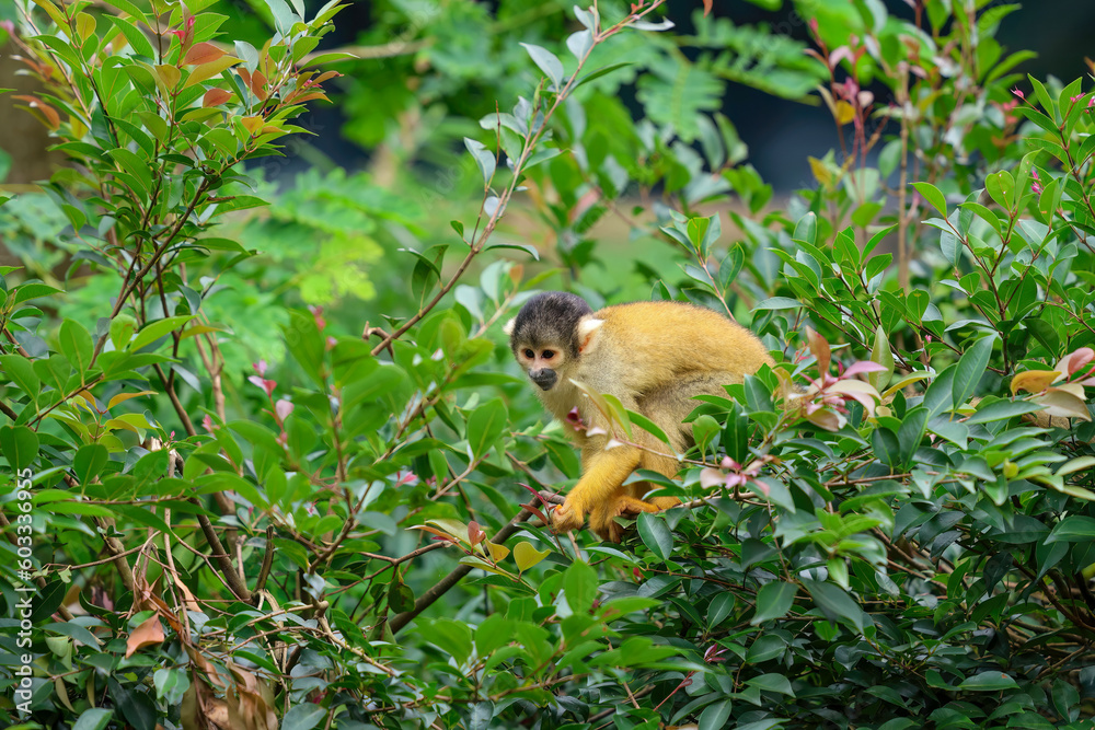 Squirrel monkey portrait on the tree