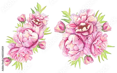 Watercolor bouquets of pink peonies. botanical illustration