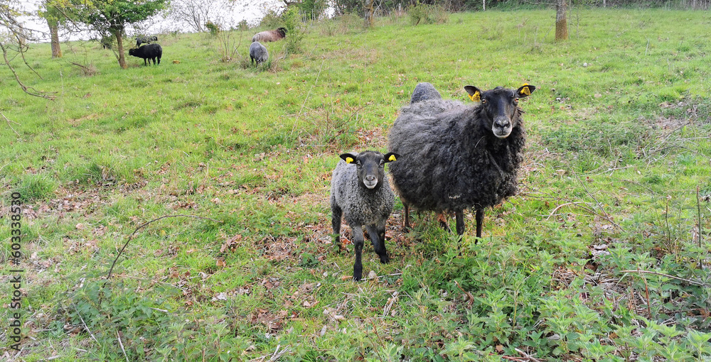 Fototapeta premium Curious black mother sheep with a lamb in a Danish field in spring season