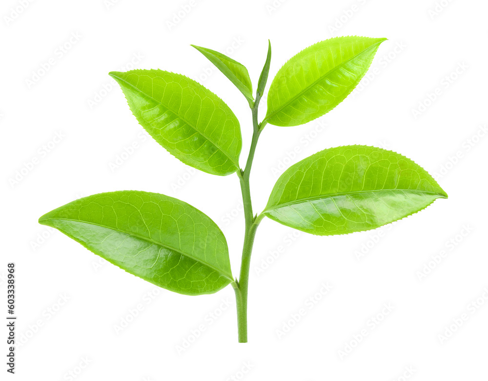 tea leaf on transparent png tea leaf on transparent png