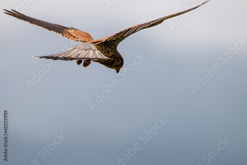 Eurasian kestrel in flight. European kestrel. Falco tinnunculus.