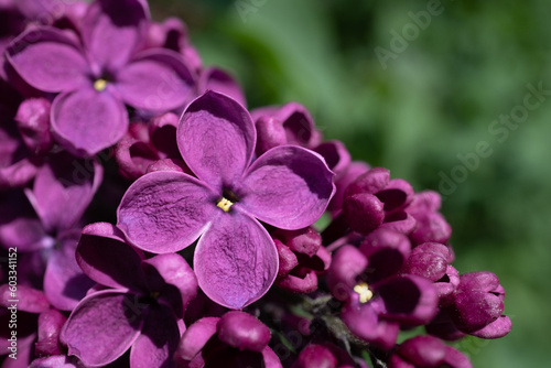 Selective focus of unusual deep purple-reddish lilac flower.
