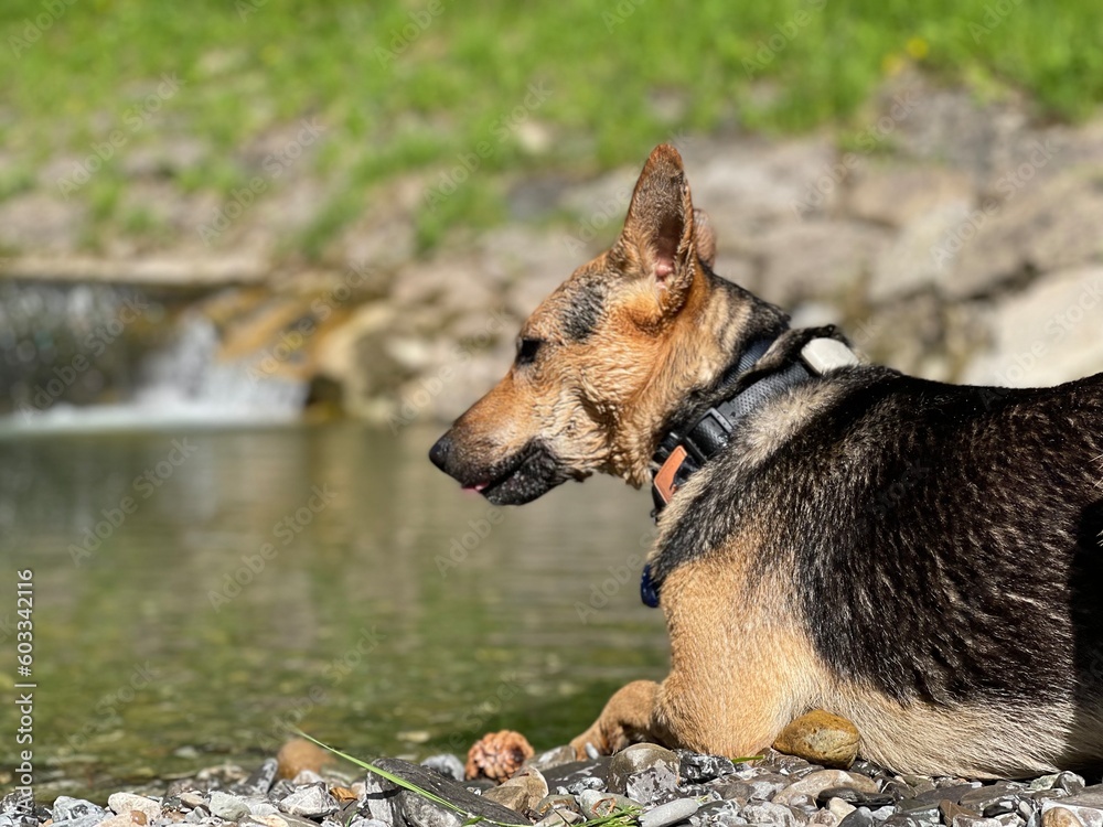 German shepherd dog in the river German shepherd dog in the river