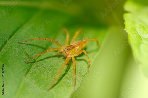 Japanese grass spider Ioirohashirigumo catching a fly for meal (Dolomedes sulfureus, Sunny outdoor leaf top close up macro photograph)
