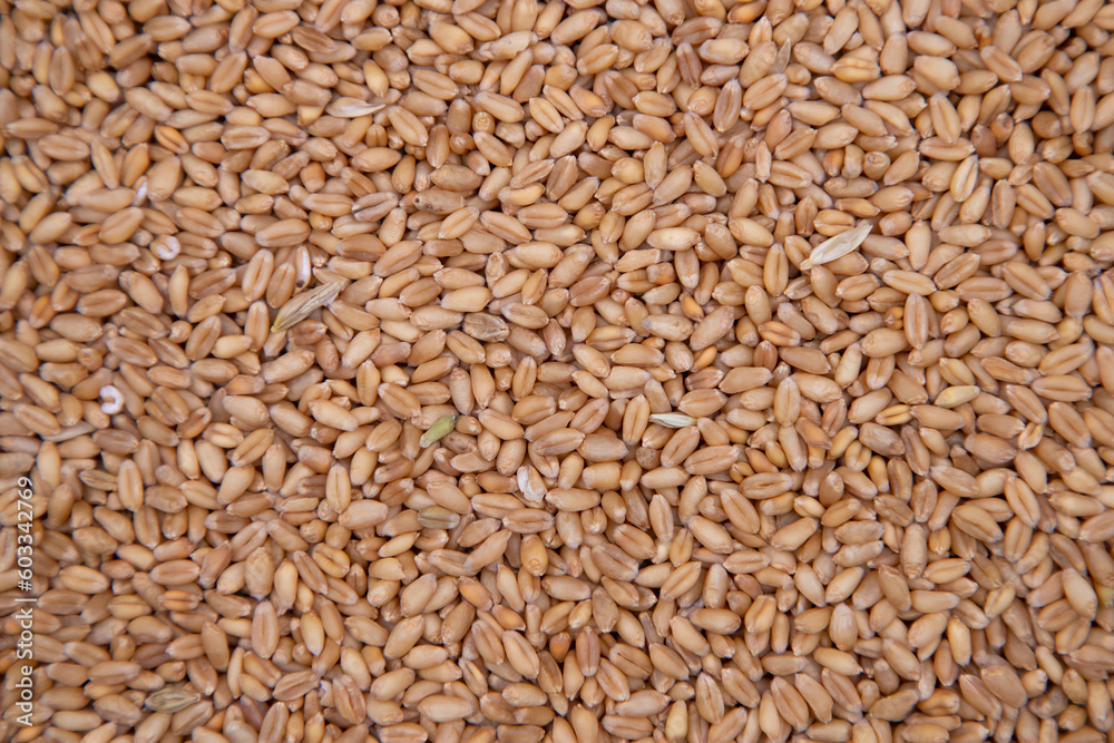 wheat grains seeds pattern Texture can be used as a Background wallpaper wheat grains seeds pattern Texture can be used as a Background wallpaper