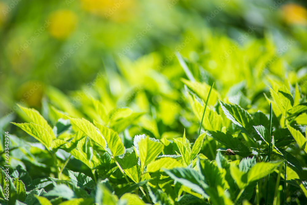 Leaves on a blurred background. Beautiful natural countryside landscape. Selective focusing on foreground for nature-themed design and projects Leaves on a blurred background. Beautiful natural countryside landscape. Selective focusing on foreground for nature-themed design and projects