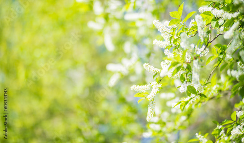 Blooming tree branches with white flowers. Beautiful landscape with selective focus and blurred background for nature-themed design and projects