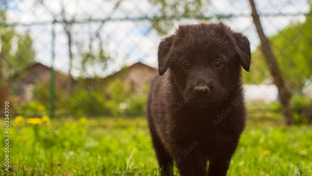 Little cute black shepherd puppy on the lawn outside the city in nature on a sunny day. Perfect for pet lovers and joyful designs