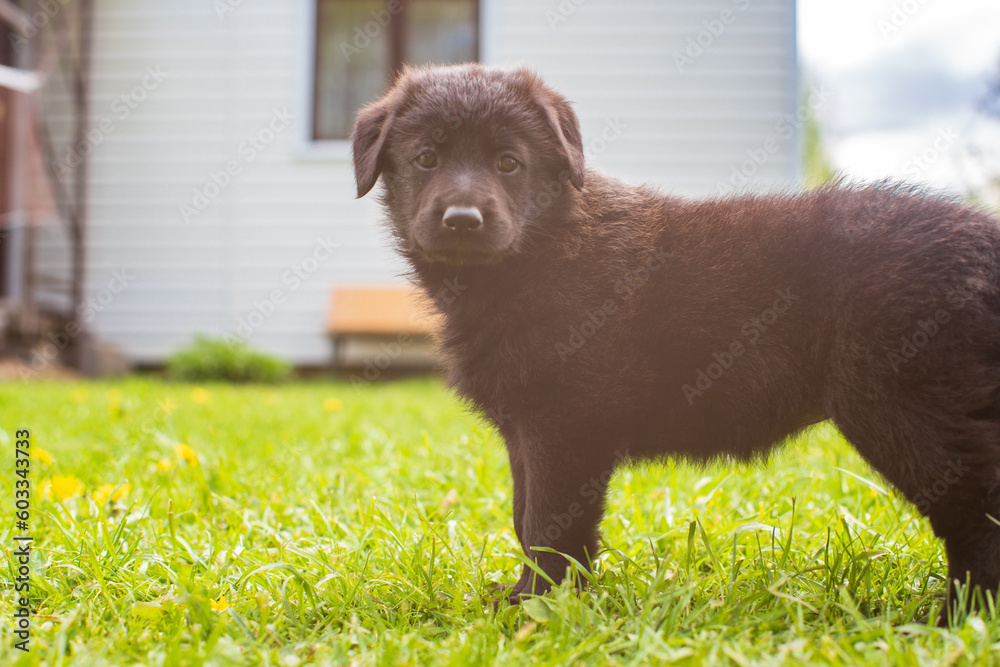 Little cute black shepherd puppy on the lawn outside the city in nature on a sunny day. Perfect for pet lovers and joyful designs Little cute black shepherd puppy on the lawn outside the city in nature on a sunny day. Perfect for pet lovers and joyful designs