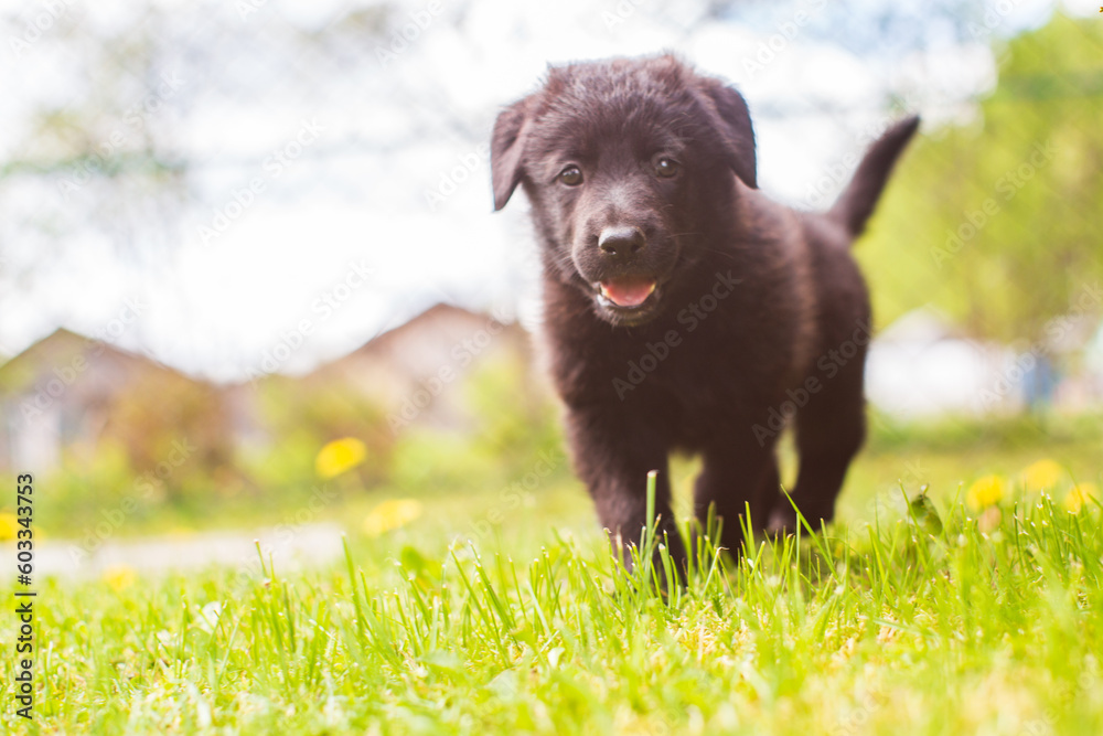 Little cute black shepherd puppy on the lawn outside the city in nature on a sunny day. Perfect for pet lovers and joyful designs