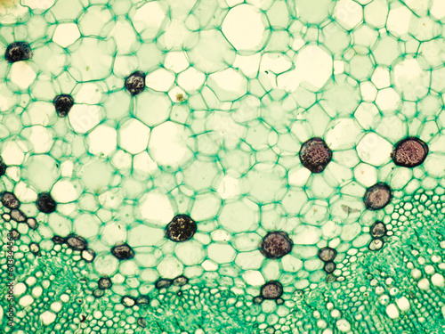 Stem of cotton x.s. details under biological optical misroscope photo