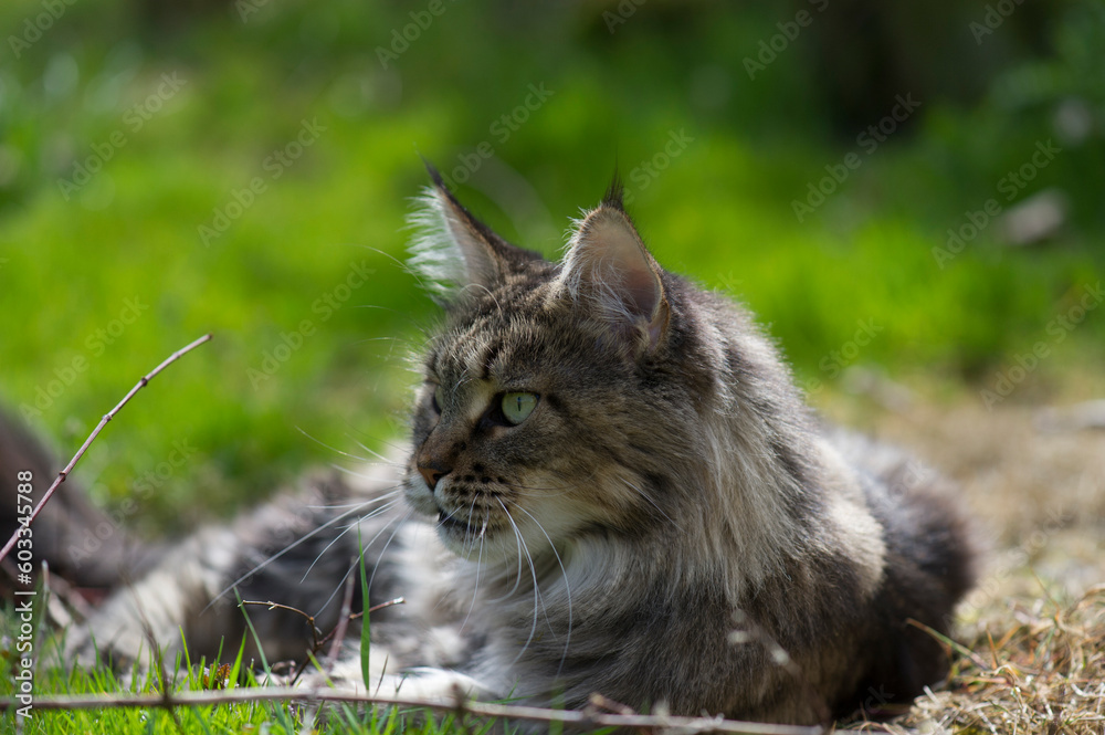 Maine Coon Katze liegt im sonnigen Garten