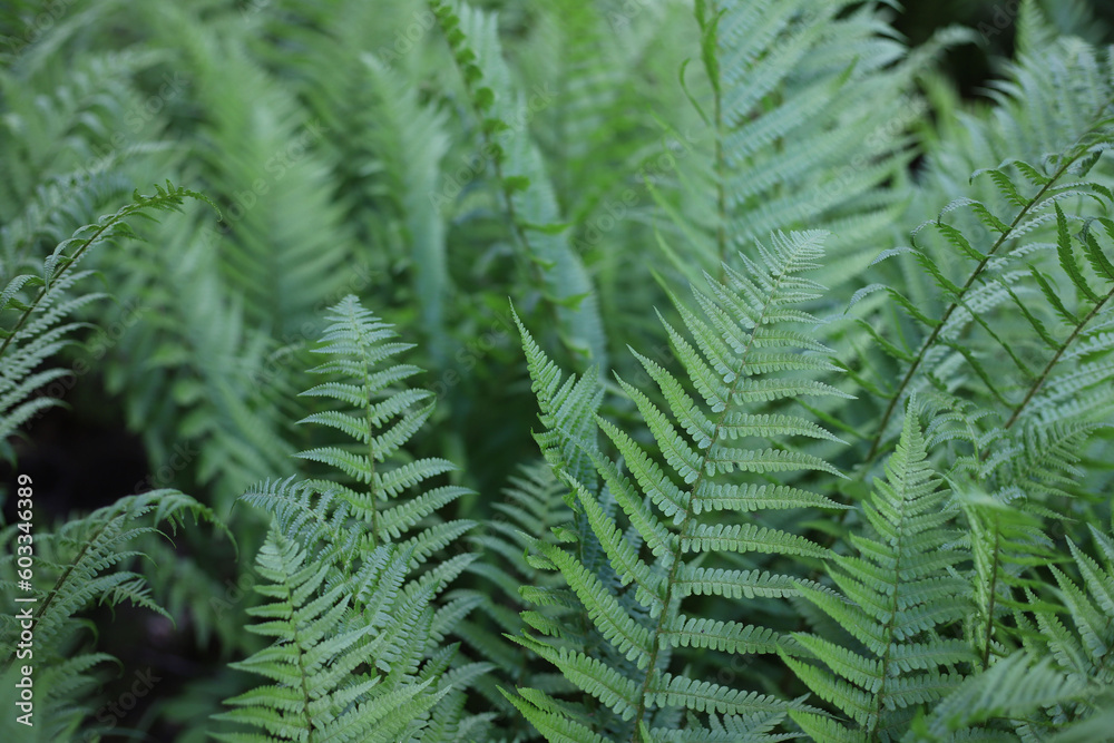 perennial widespread beautiful on the planet green fern plant
. for cards, covers, screensavers, stickers, banners, notepads, advertisements, etc.