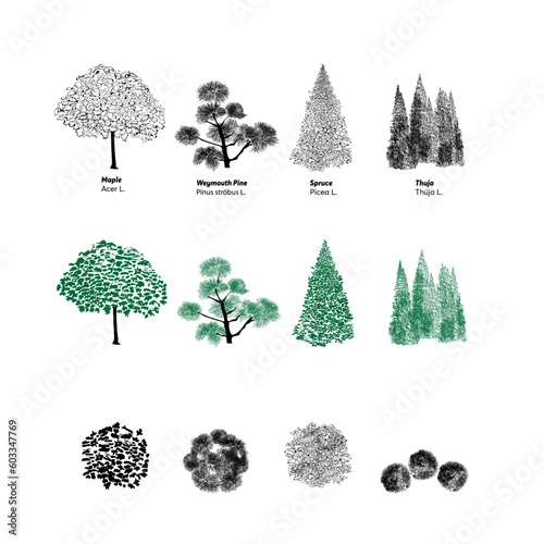 Set of trees top and front for landscaping and architecture 