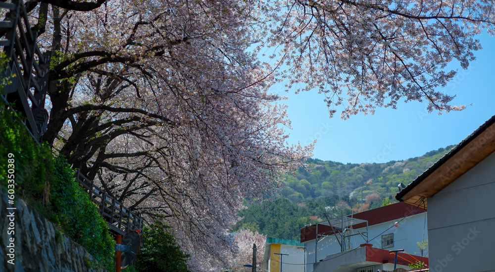 Beautiful cherry blossom sakura in spring time over blue sky Beautiful cherry blossom sakura in spring time over blue sky
