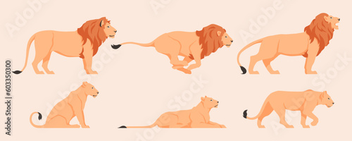Flat vector set of illustrations of a lion and a lioness, different poses and actions