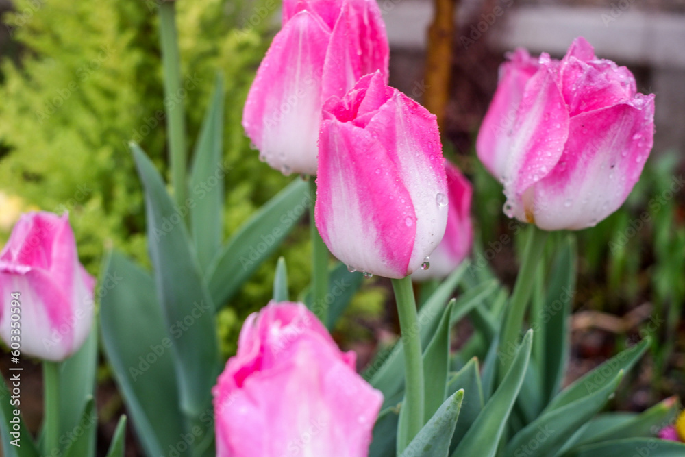 Fototapeta premium Tulips close-up. Floral background of pink tulips. Flower fields in Holland.