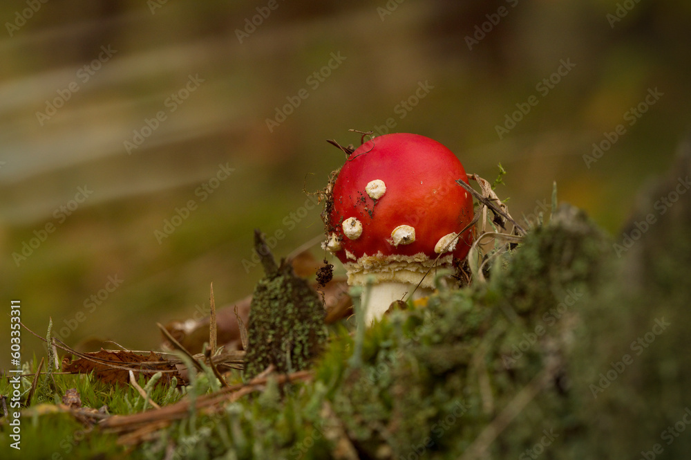 Fly Agaric (Amanita Muscaria), Red Mushroom, Surrounded by Moss - Macro Photo Fly Agaric (Amanita Muscaria), Red Mushroom, Surrounded by Moss - Macro Photo