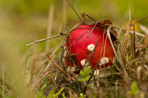 Fly Agaric (Amanita Muscaria), Red Mushroom, Covered in Moss and Grass - Macro Photo