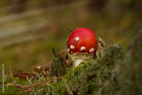 Fly Agaric (Amanita Muscaria), Red Mushroom, Surrounded by Moss - Macro Photo