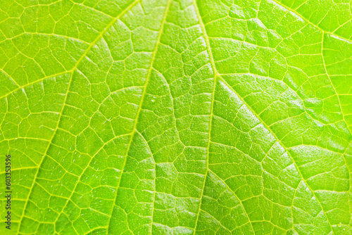 bright green background close-up of a green cucumber leaf with dew drops. ecological cultivation