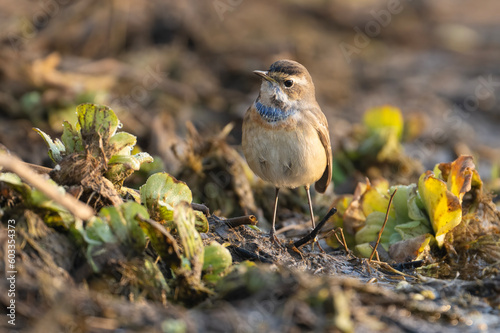 bird on the ground