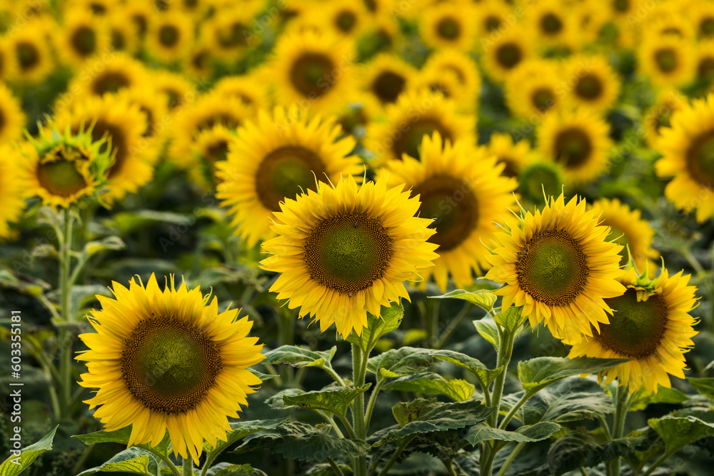 Farmland with blooming sunflowers. Sunflower seeds. Agro-industrial agricultural sunflower cultivation field. Field of flowering sunflowers. Farmland with blooming sunflowers. Sunflower seeds. Agro-industrial agricultural sunflower cultivation field. Field of flowering sunflowers.