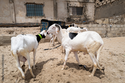 Des moutons sur une plage du village de Ngor à Dakar au Sénégal en Afrique de l'Ouest photo