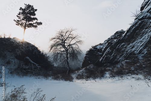 trees in snow