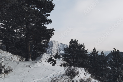 snow covered trees