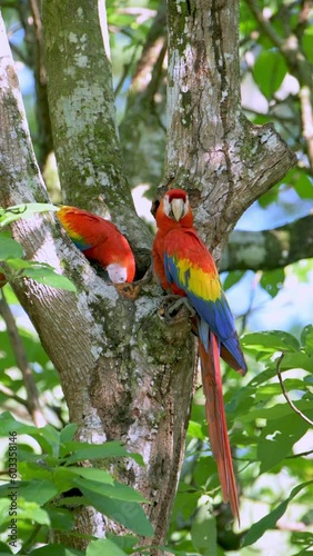 Scarlet macaw (Ara macao) in the wild, Panama, Central America - stock video