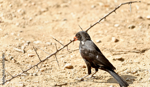 Black bird holding a branch in Tanzania Africa