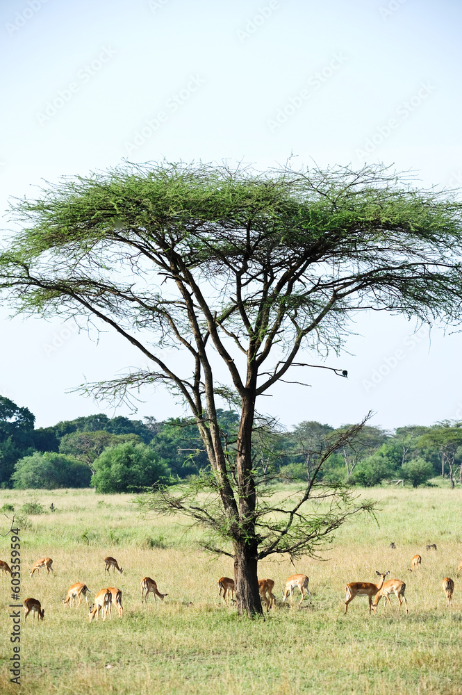 Obraz premium African tree of the African savannah in the Serengeti wildlife area of Tanzania, East Africa. Africa safari scene in savannah