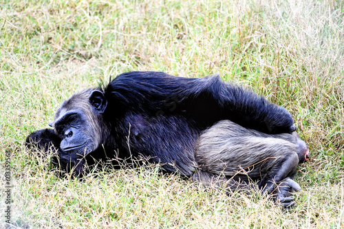 Close up portrait of chimpanzee  resting in the African forest.