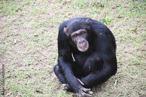Close up portrait of chimpanzee  resting in the African forest.