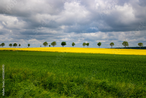 Panorama rapeseed field in green and yellow, plus a row of trees