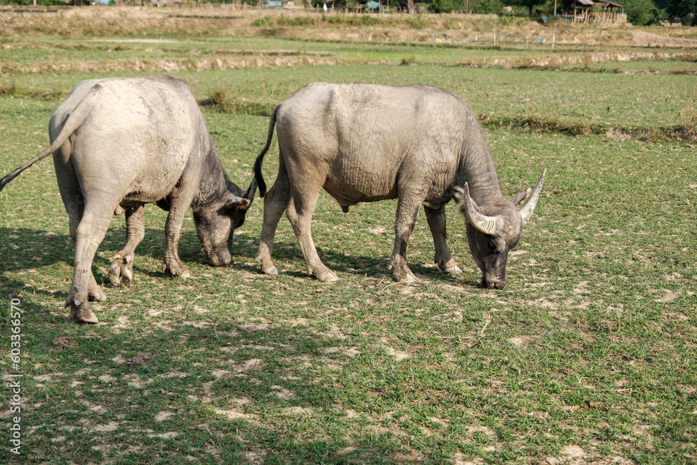 Obraz premium The Buffalo standing at the Farm