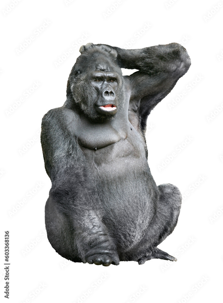 Fototapeta premium Gorilla