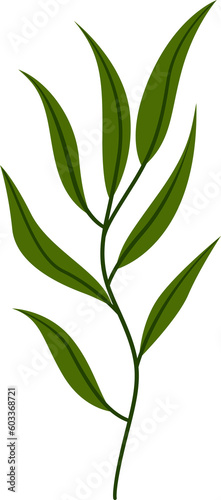 flower and leaf botanical illustration.