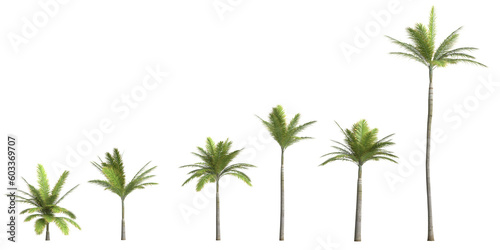 3d illustration of set bottle palm tree isolated on transparent background