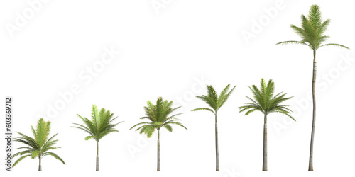 3d illustration of set bottle palm tree isolated on transparent background