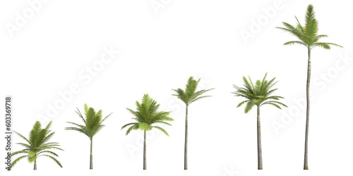 3d illustration of set bottle palm tree isolated on transparent background