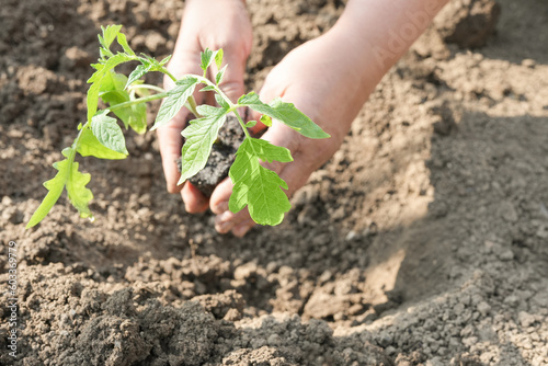 Hands of an elderly woman holding the soil with a young plant. Planting seedlings in the soil. Hands planting tomato seedling on garden. The concept of agriculture, organic tomato seedling. Banner.