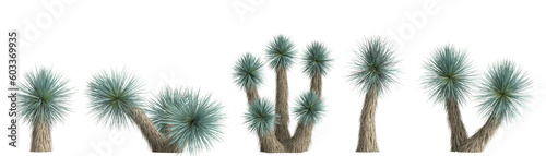 3d illustration of set yucca rostrata plant isolated on transparent background © TrngPhp