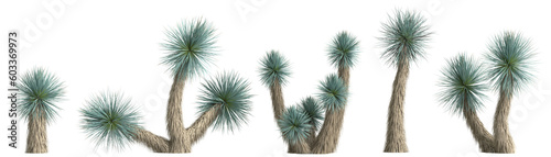 3d illustration of set yucca rostrata plant isolated on transparent background