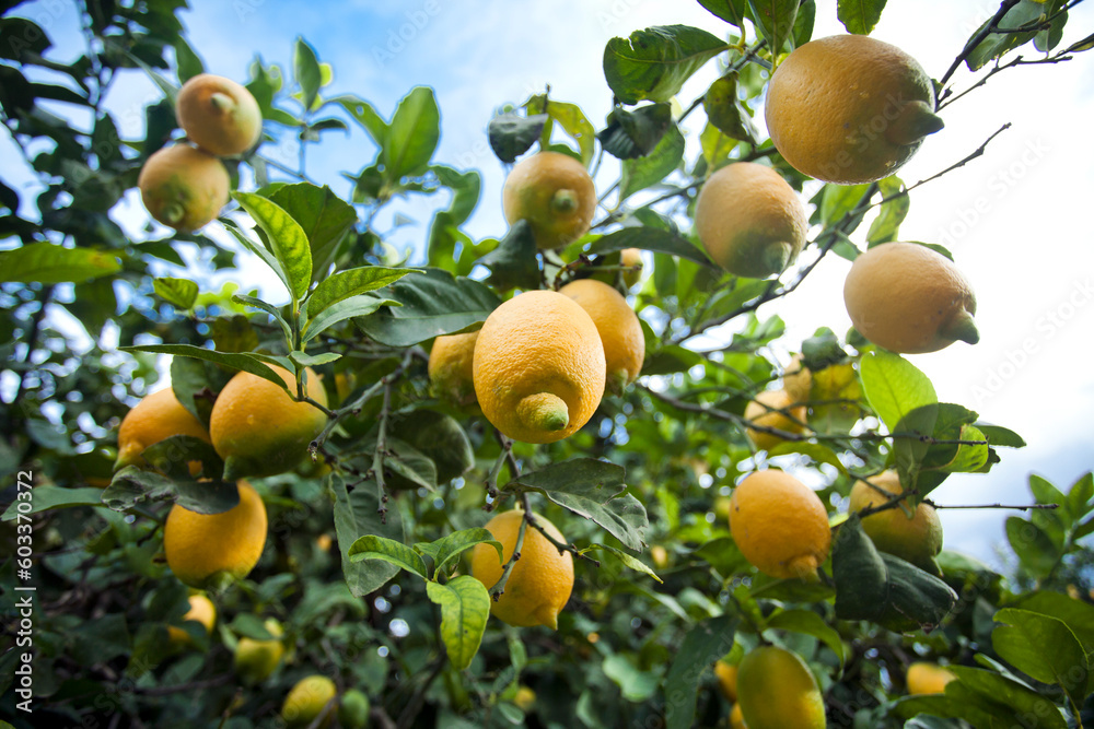 Bunches of fresh yellow ripe lemons on lemon tree branches 